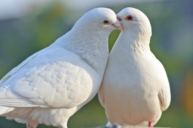 two loving white doves