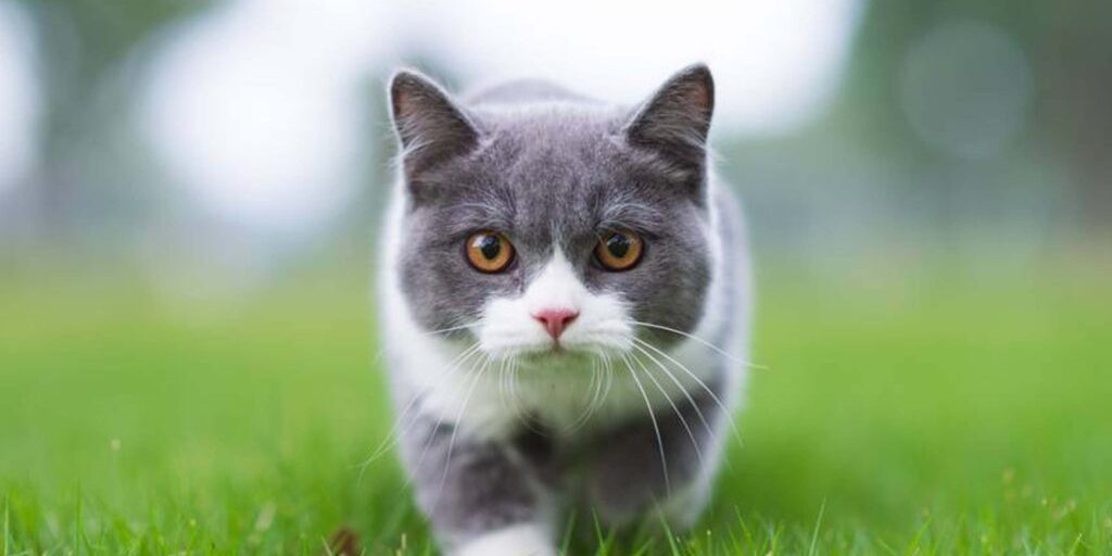 кошки приметы